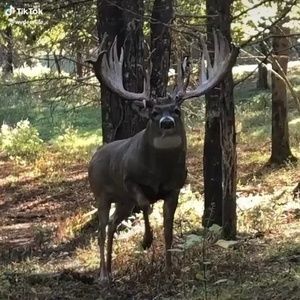 Meet your Posher, Donald